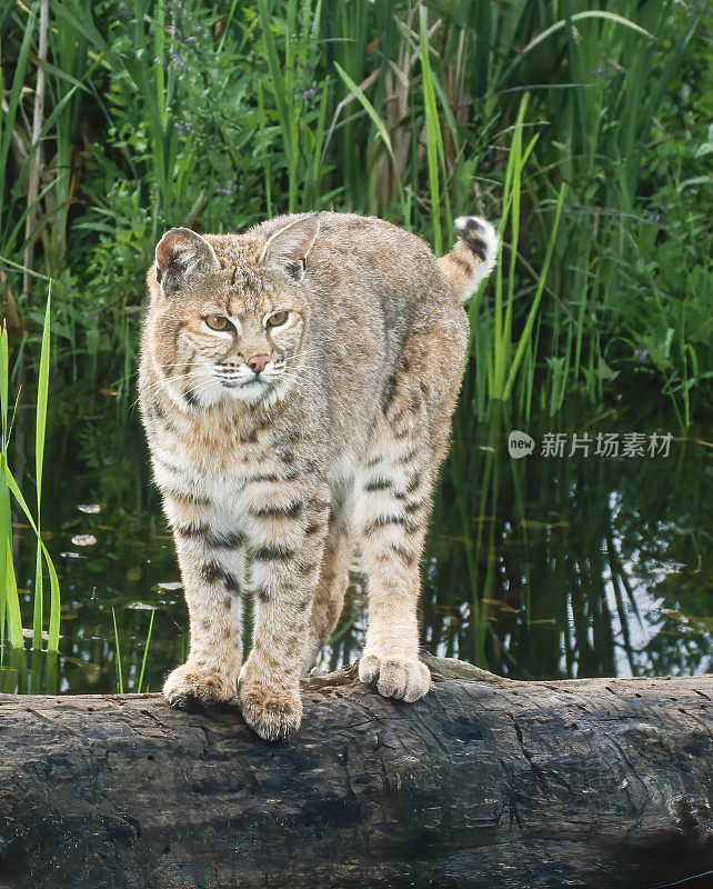 山猫(Lynx rufus)，也被称为红山猫，是一种中型猫，原产于北美。它的分布范围从加拿大南部到美国大部分地区，再到墨西哥的瓦哈卡州。蒙大拿东冰川。站在水里的圆木上。